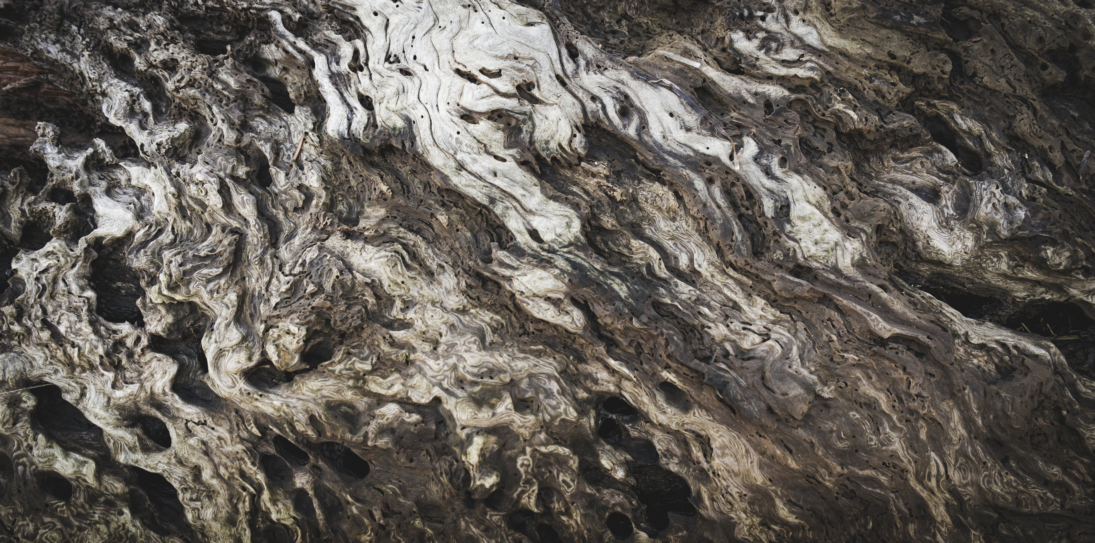 WELLPA association photo 